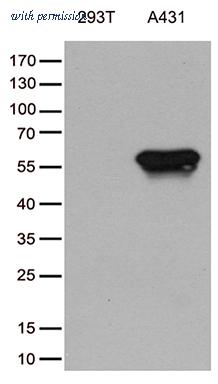 OriGene CF812273 image 1