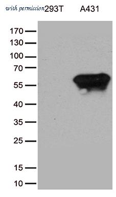 OriGene CF812274 image 1