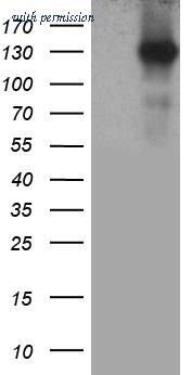 OriGene CF812277 image 1