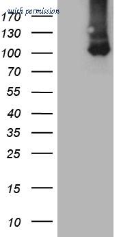 OriGene CF812308 image 1
