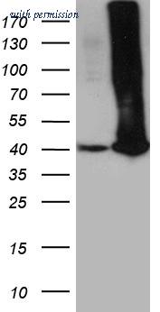 OriGene CF812311 image 1