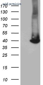 OriGene CF812316 image 1