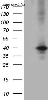 OriGene CF812319 image 1