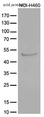 OriGene CF812347 image 1