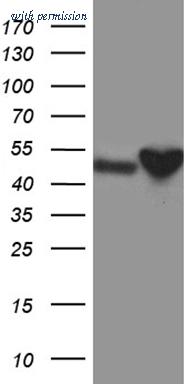 OriGene CF812349 image 1