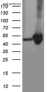 OriGene CF812350 image 1