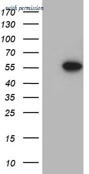 OriGene CF812353 image 1