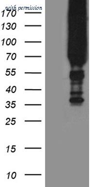 OriGene CF812391 image 1