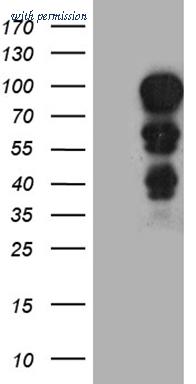 OriGene CF812397 image 1