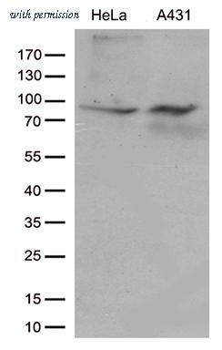 OriGene CF812398 image 1
