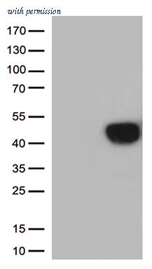 OriGene CF812430 image 1