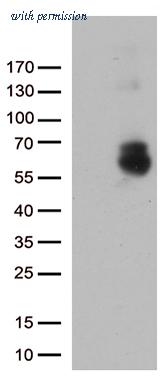 OriGene CF812434 image 1