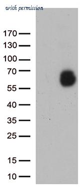 OriGene CF812439 image 1
