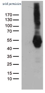 OriGene CF812455 image 1