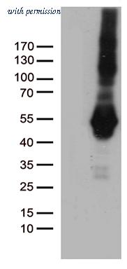 OriGene CF812457 image 1