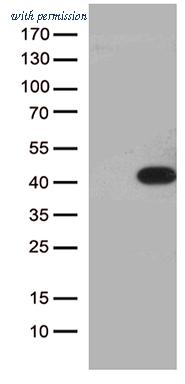 OriGene CF812473 image 1