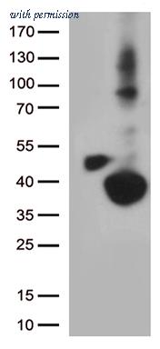 OriGene CF812489 image 1