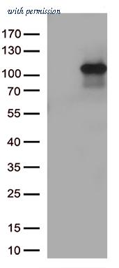 OriGene CF812515 image 1