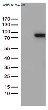 OriGene CF812517 image 1