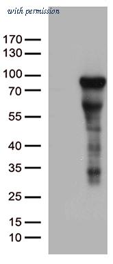 OriGene CF812519 image 1