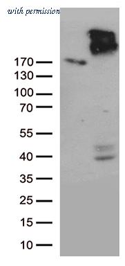 OriGene CF812520 image 1