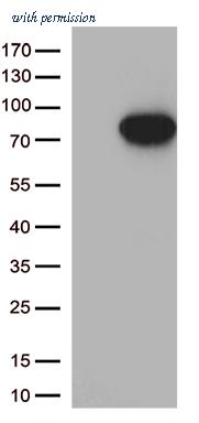 OriGene CF812529 image 1