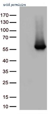 OriGene CF812546 image 1
