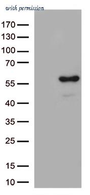 OriGene CF812548 image 1
