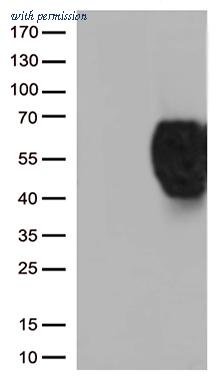 OriGene CF812576 image 1