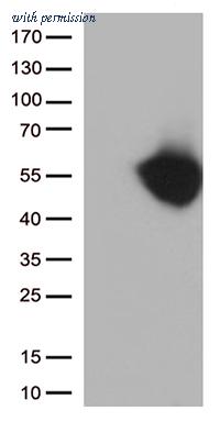 OriGene CF812583 image 1