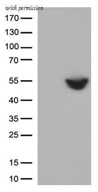 OriGene CF812585 image 1