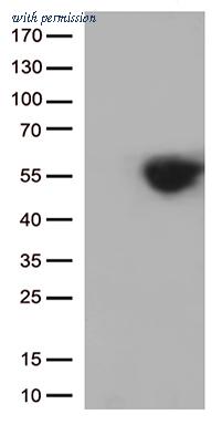 OriGene CF812586 image 1