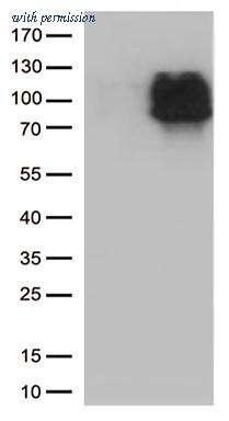 OriGene CF812608 image 1