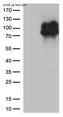 OriGene CF812609 image 1