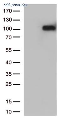 OriGene CF812612 image 1