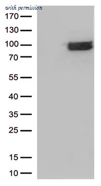 OriGene CF812616 image 1