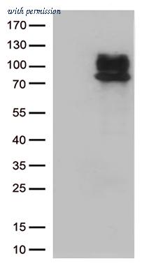 OriGene CF812617 image 1