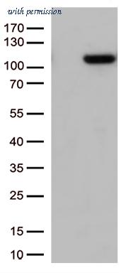 OriGene CF812630 image 1