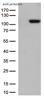 OriGene CF812631 image 1