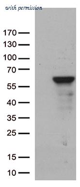 OriGene CF812641 image 1
