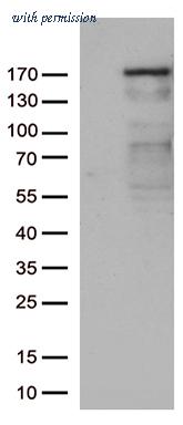 OriGene CF812642 image 1