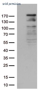 OriGene CF812644 image 1
