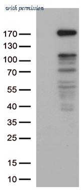OriGene CF812646 image 1