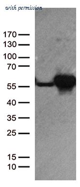 OriGene CF812666 image 1