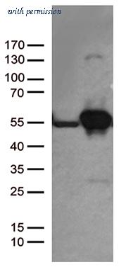 OriGene CF812667 image 1