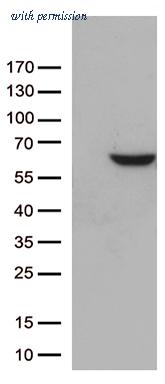 OriGene CF812669 image 1