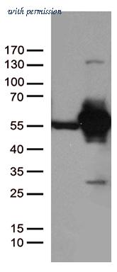 OriGene CF812670 image 1