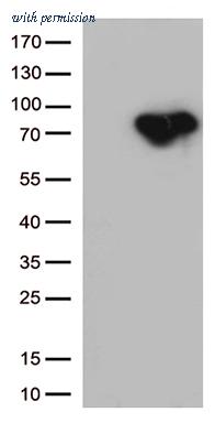 OriGene CF812671 image 1