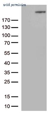 OriGene CF812683 image 1
