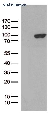 OriGene CF812705 image 1